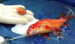 Câu chuyện hy hữu về chú cá được phẫu thuật não - George